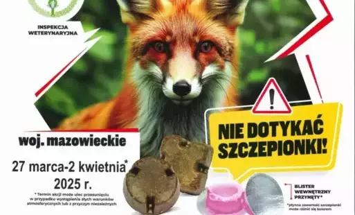 Zdjęcie do SZCZEPIENIE LIS&Oacute;W PRZECIWKO WŚCIEKLIŹNIE